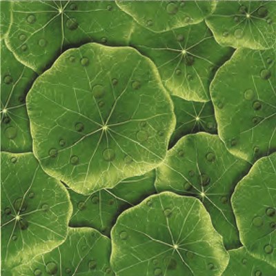 Gạch sân vườn 40x40 cm Đồng Tâm 4040LASEN-001